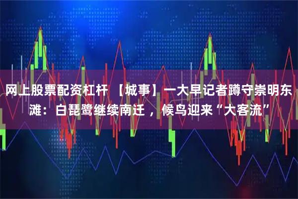 网上股票配资杠杆 【城事】一大早记者蹲守崇明东滩：白琵鹭继续南迁 ，候鸟迎来“大客流”